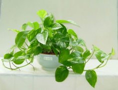 佛山三水順德新房去甲醛的技巧有哪些？